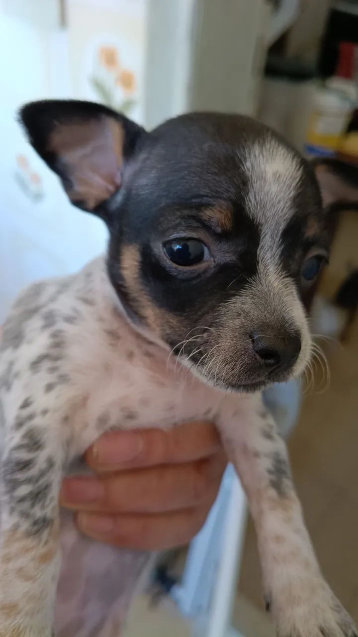 Filhote de cachorro - Foto 2