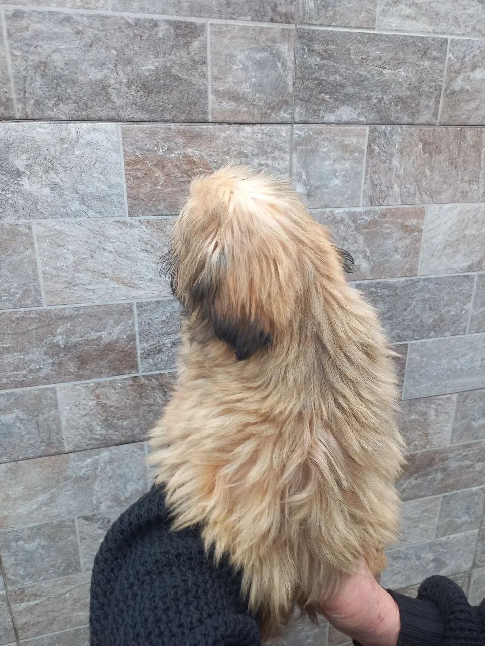 Barbada mini shih tzu  - Foto 5