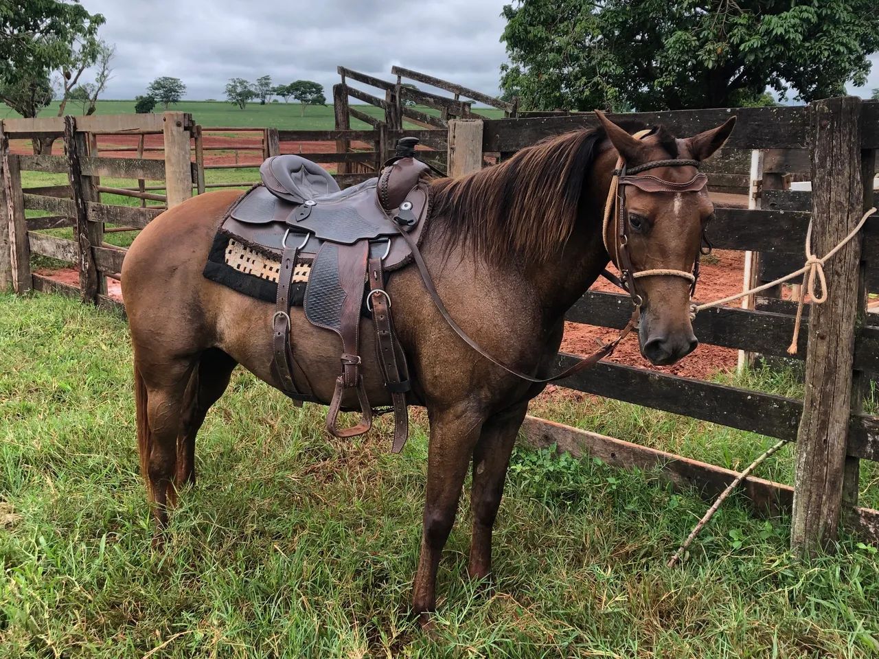Cavalo 