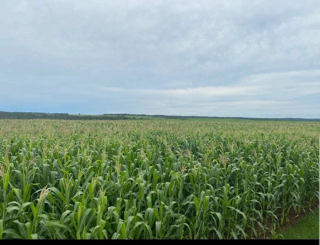 Fazenda Pedro Afonso  - Foto 2