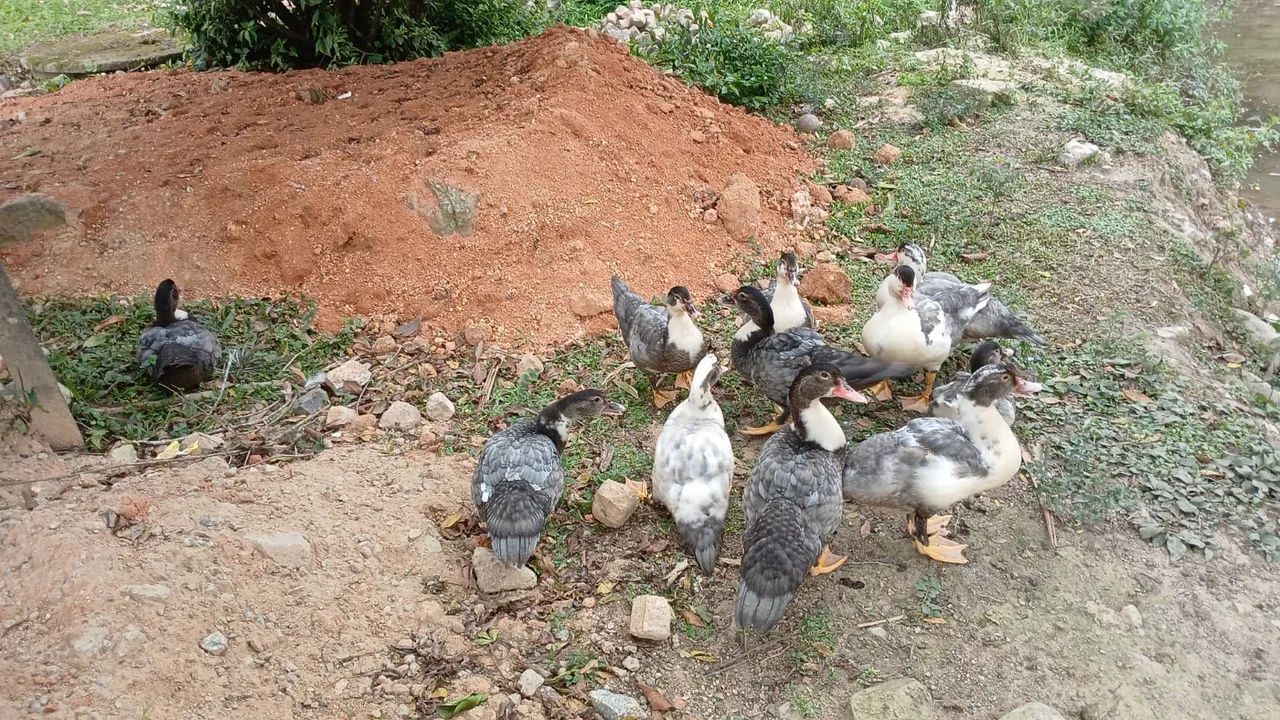 Patos - Foto 3