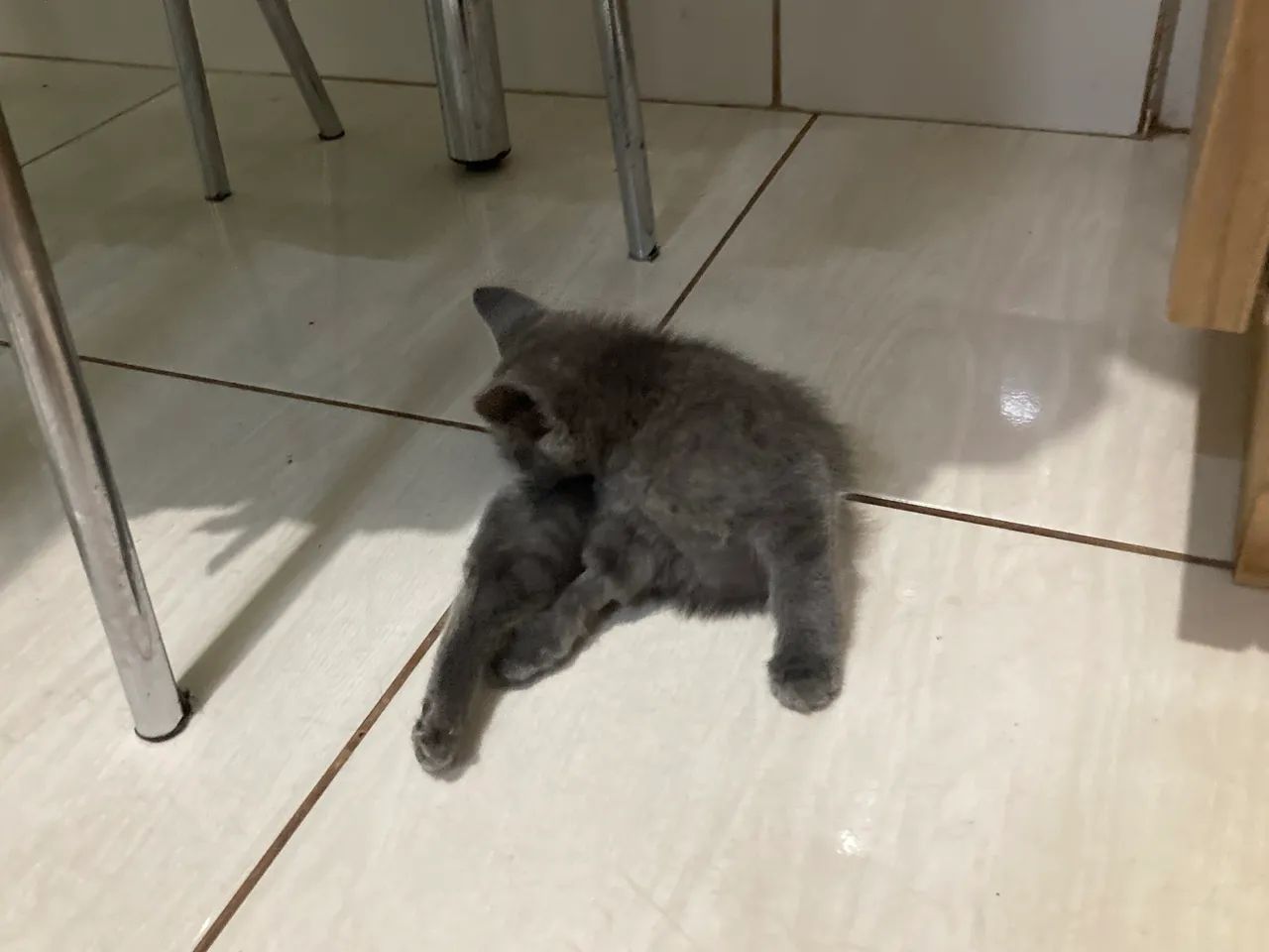 Gata cinza  - Foto 2