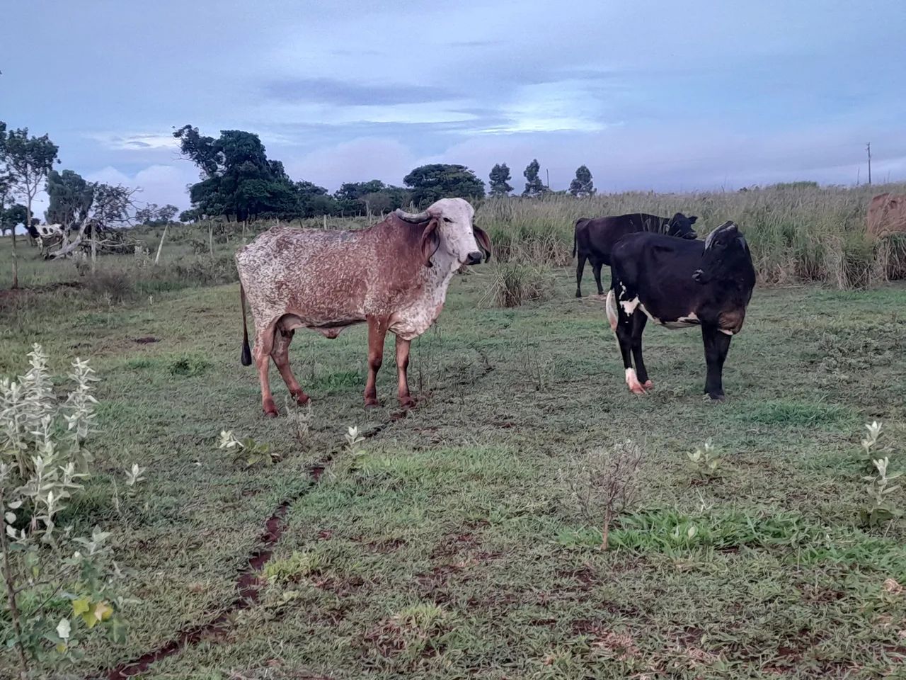 Novilhas e vacas leiteiras  - Foto 2