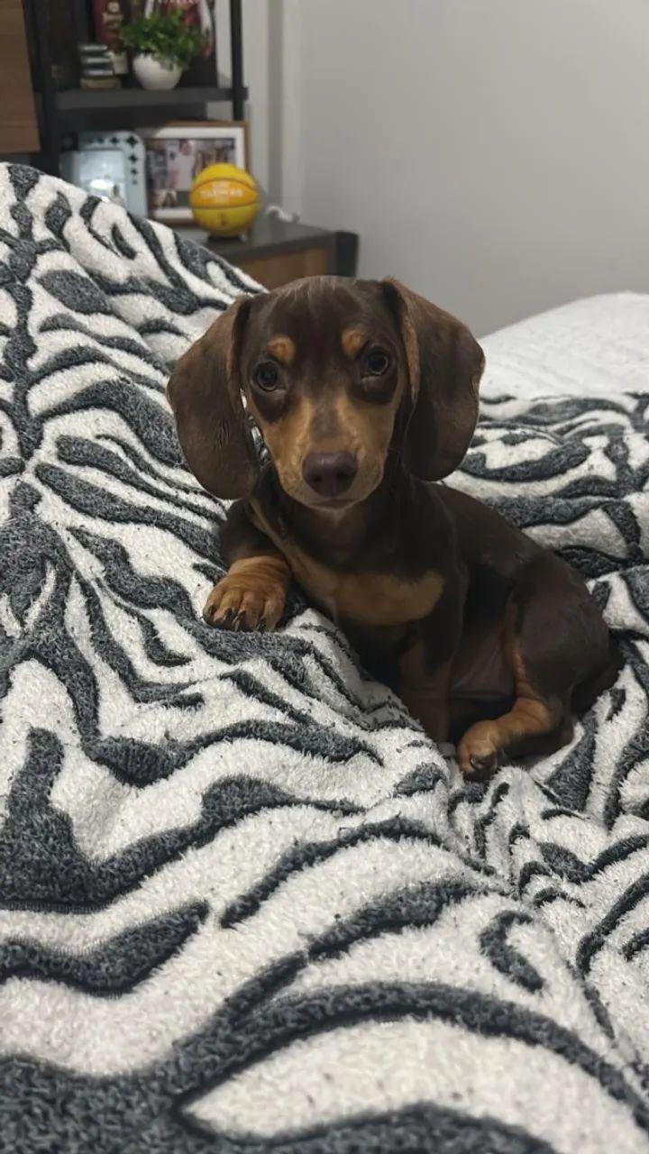 Dachushund