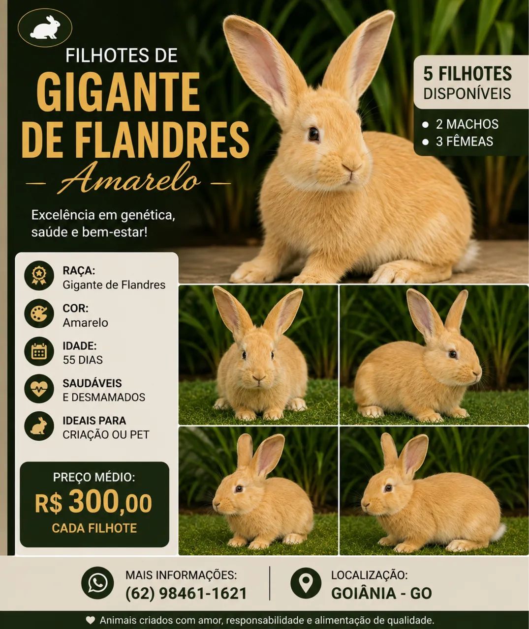 Coelhos   Gigantes de Flandres gigantes  
