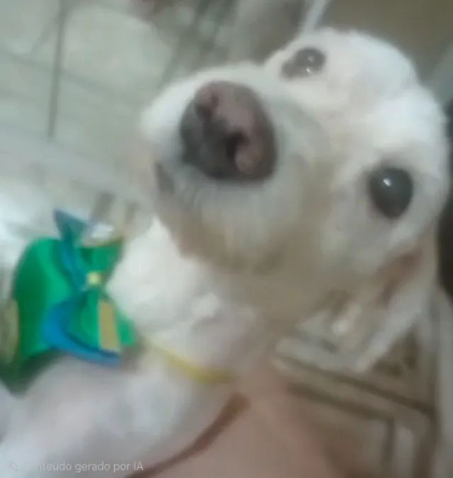 Adoção responsável - Foto 2