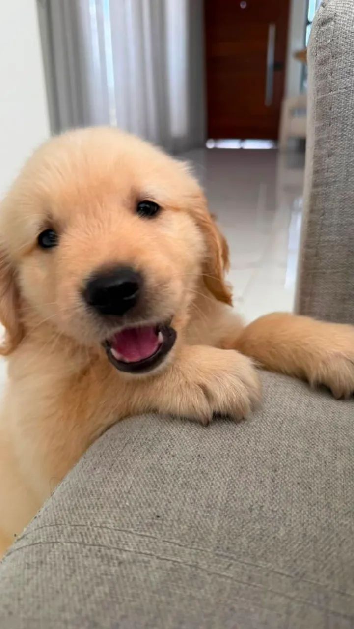 Golden Retriever pedigree cbkc - Foto 2