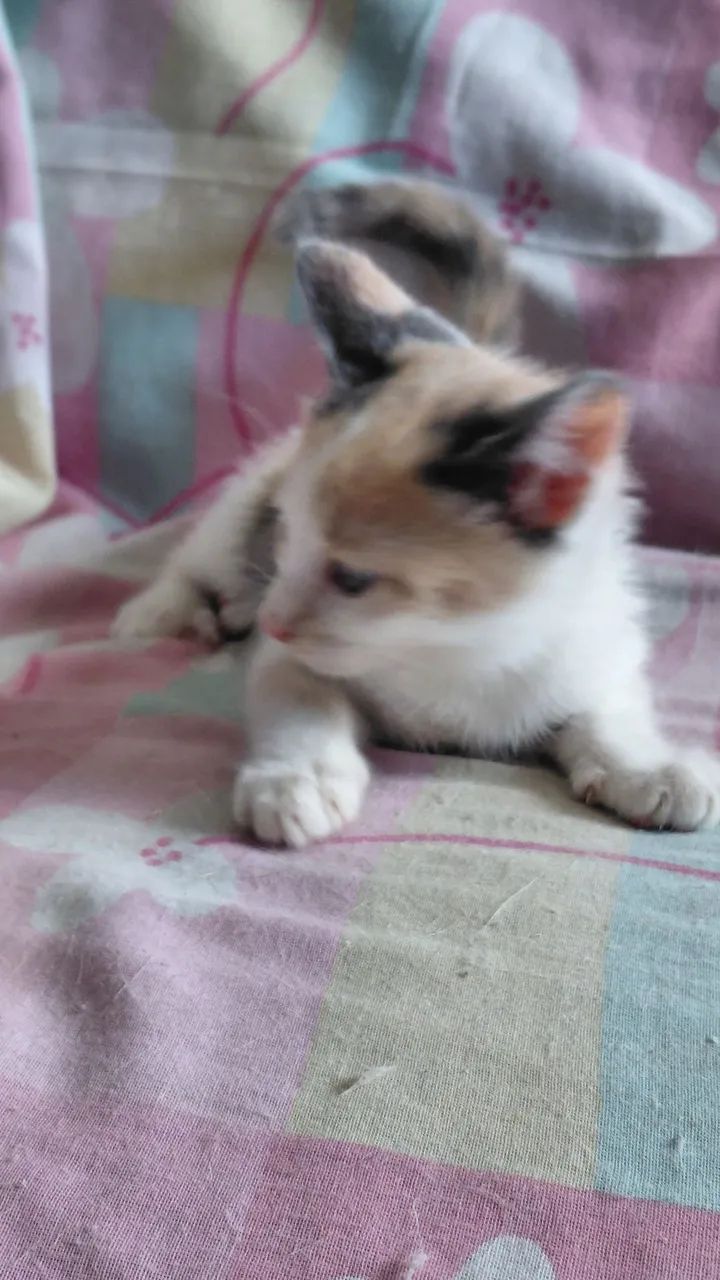 Adoção Responsavel - Foto 5