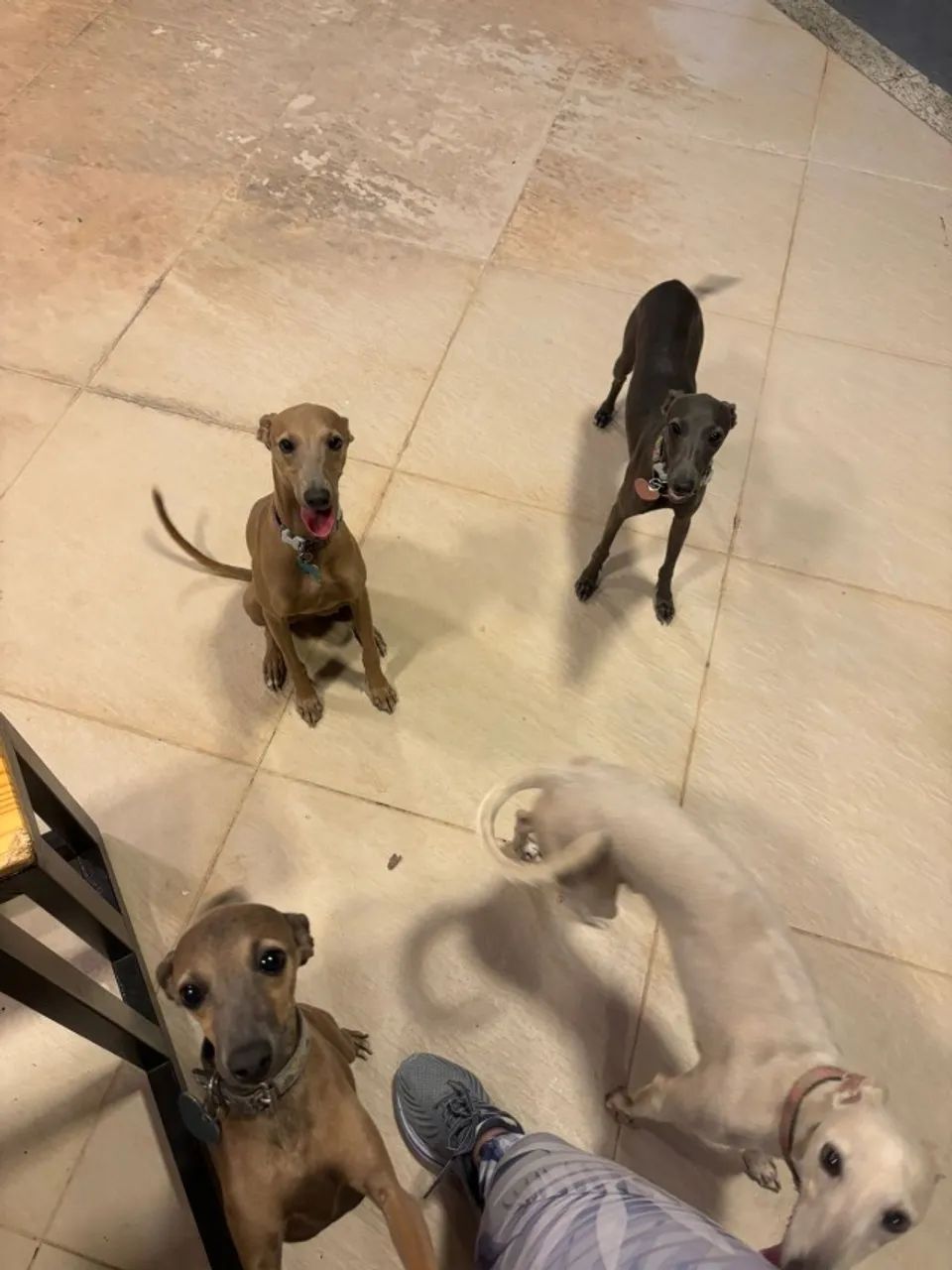 Filhotes de Galgo Italiano