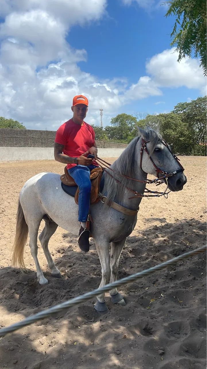 Cavalo Mangalarga  - Foto 3