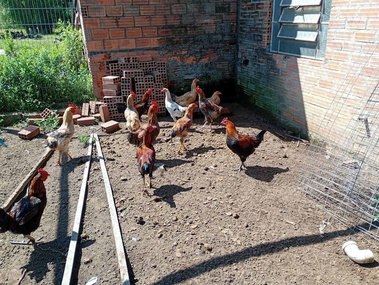 Galinhas e galos  - Foto 2