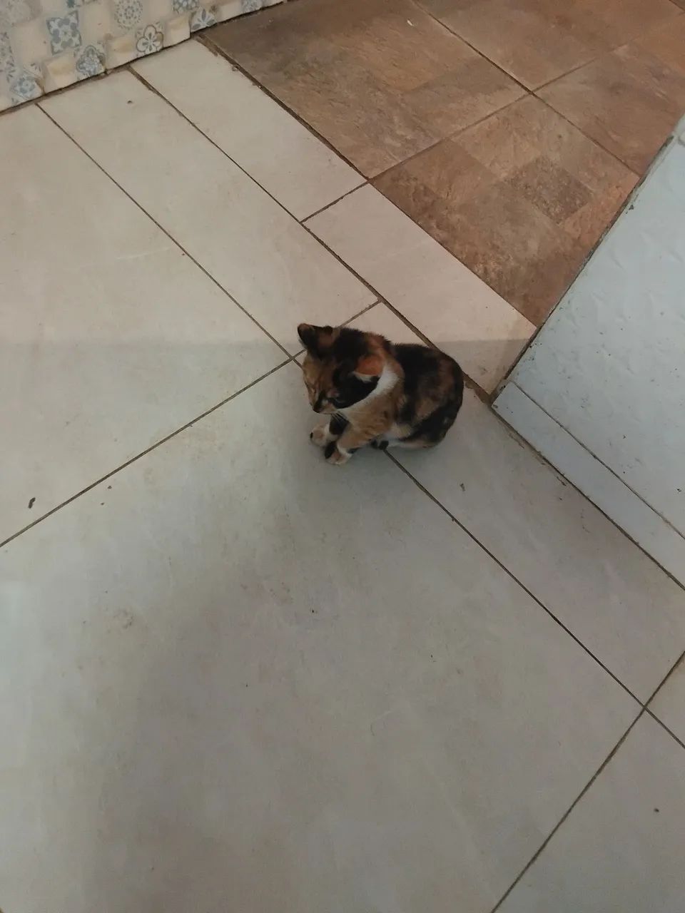 Gatinha para doação  - Foto 2