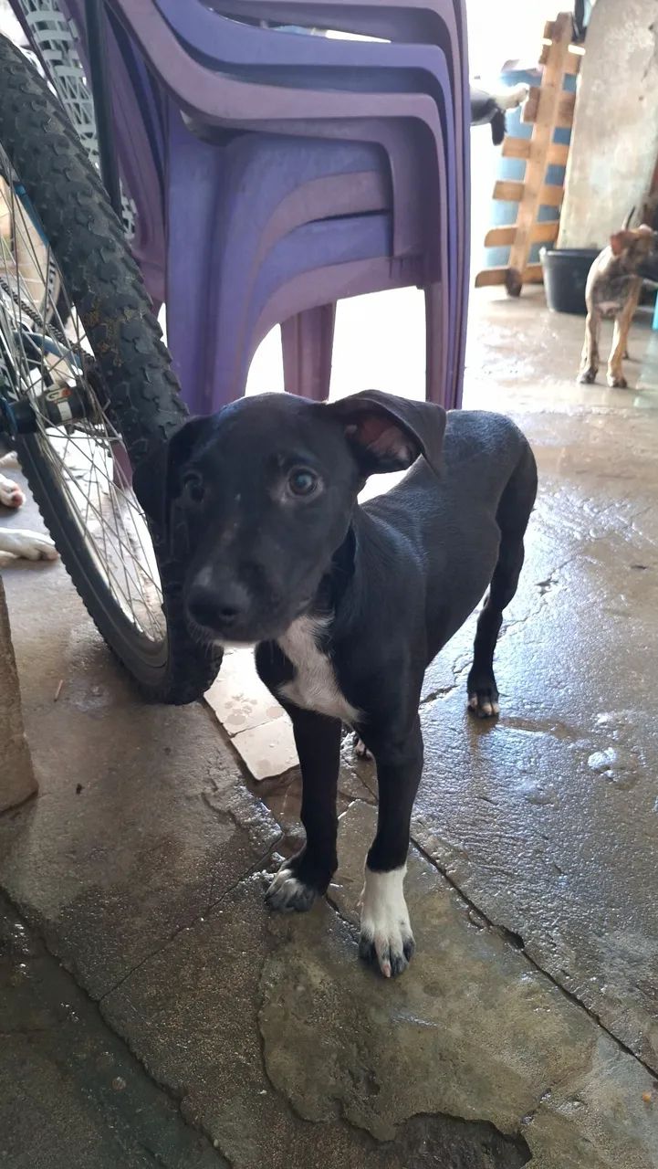Doação de cachorras  - Foto 4