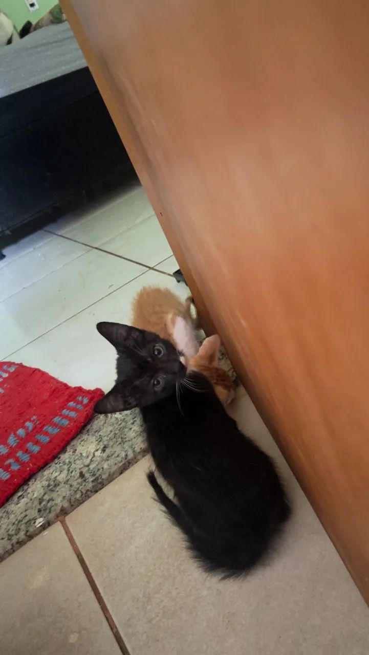 Doação responsável  - Foto 3