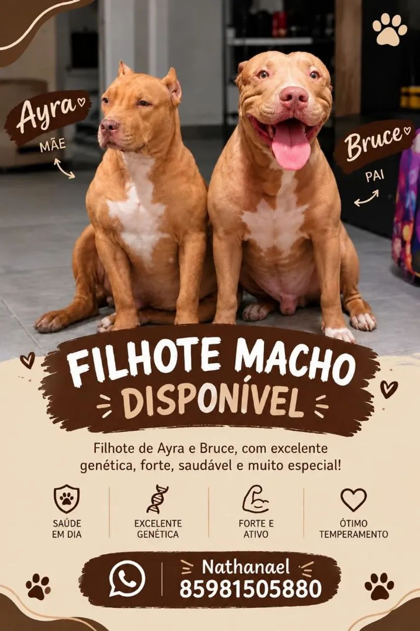 Filhote a venda ( macho)