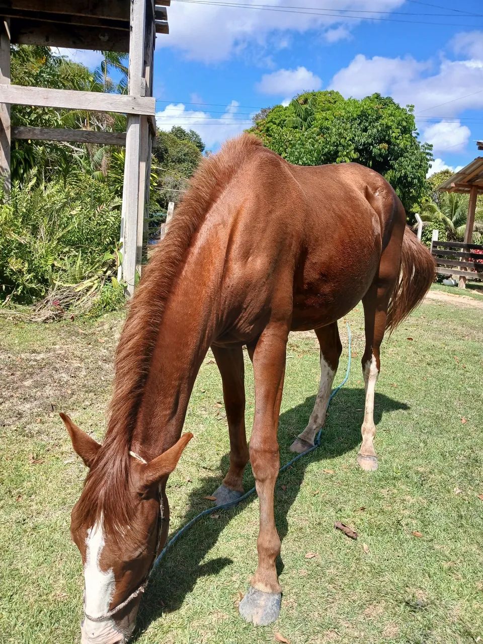 Vendo  cavalo poltro manga larga.  - Foto 4
