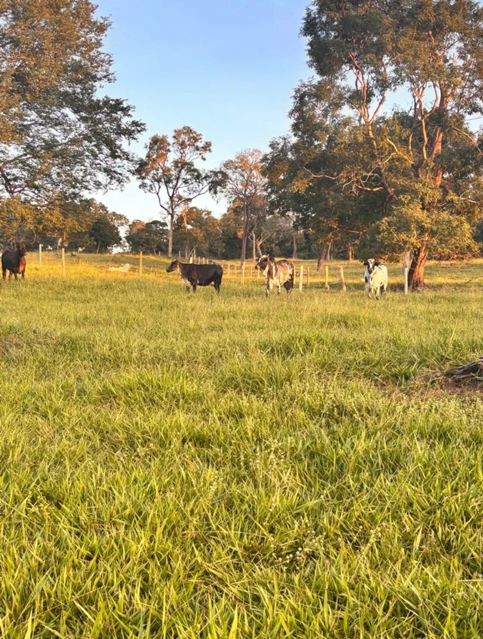 Fazenda extra - Foto 5