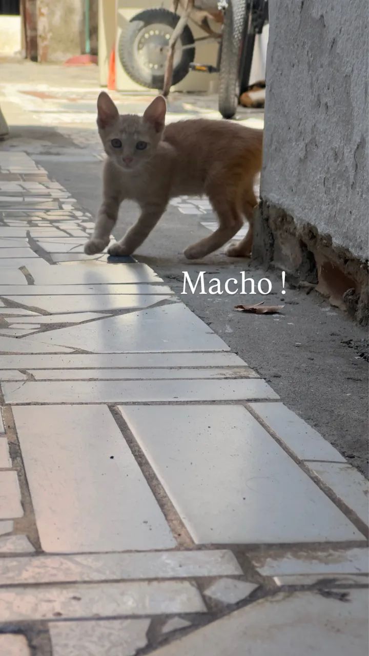 Gatos para adoção!!!  - Foto 2