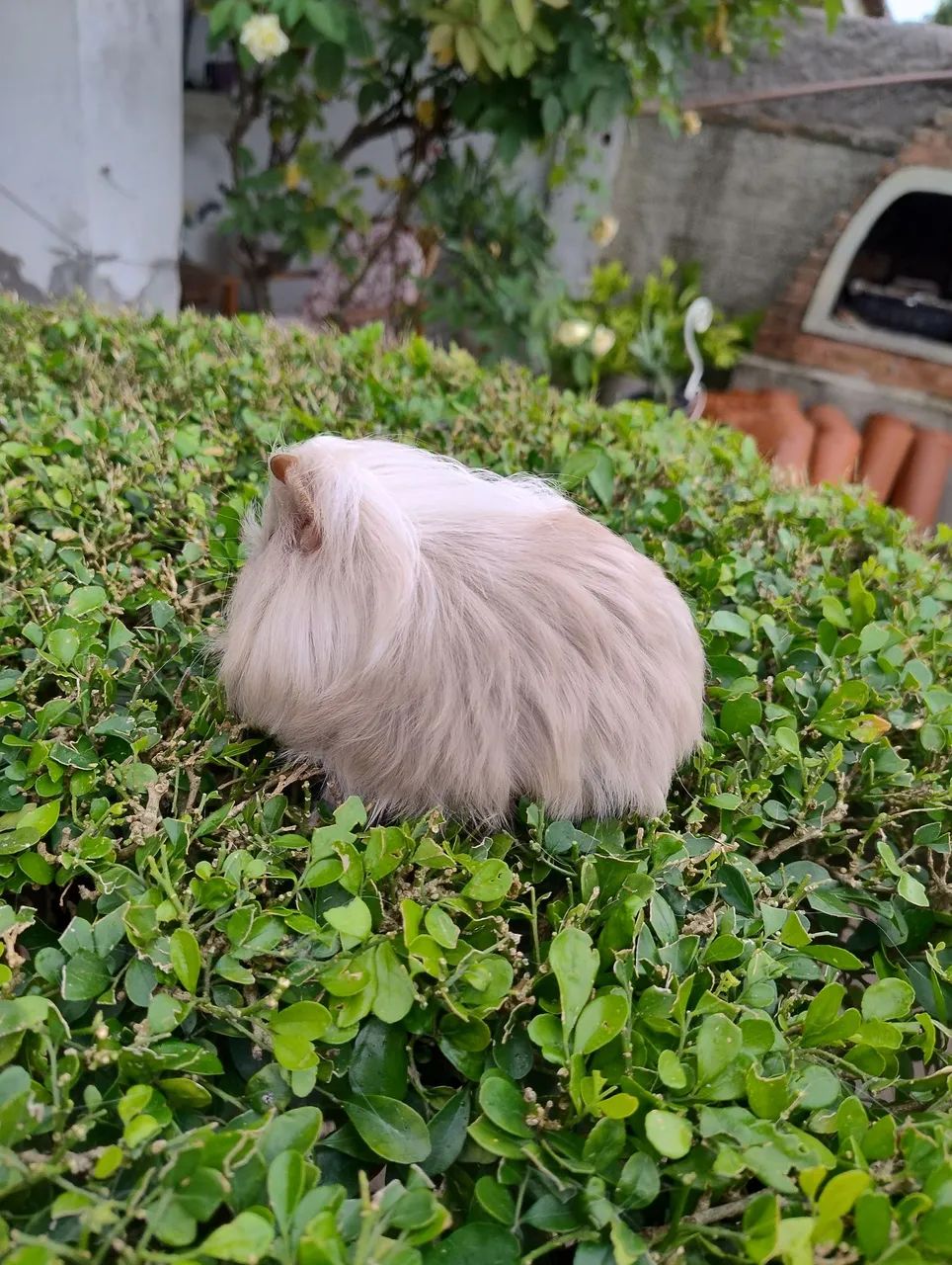 Porquinho da índia disponível  - Foto 3