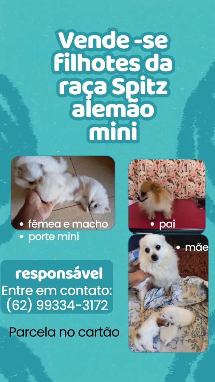 Venda de filhotes de cachorro 