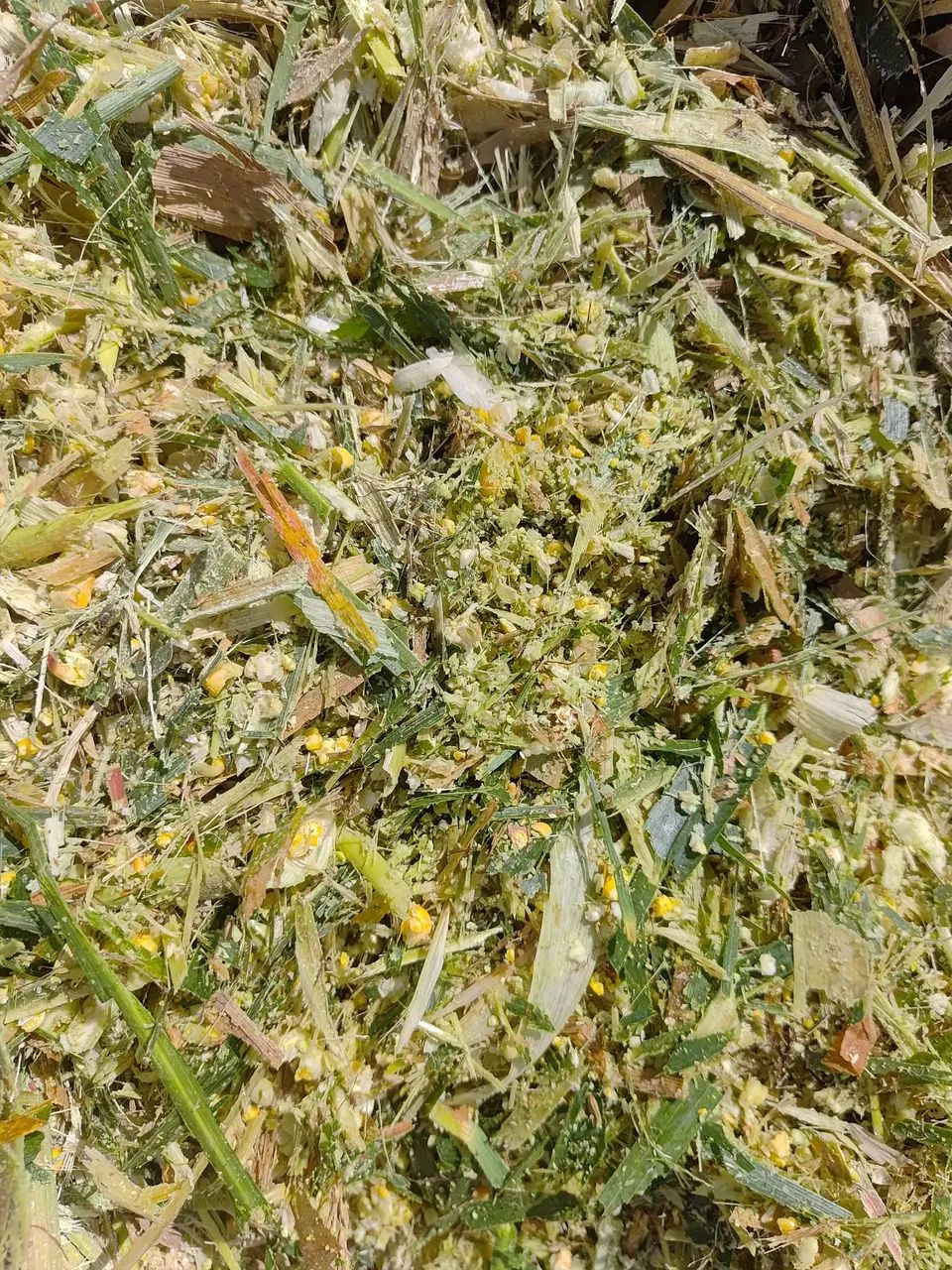 Silagem de milho - Foto 2