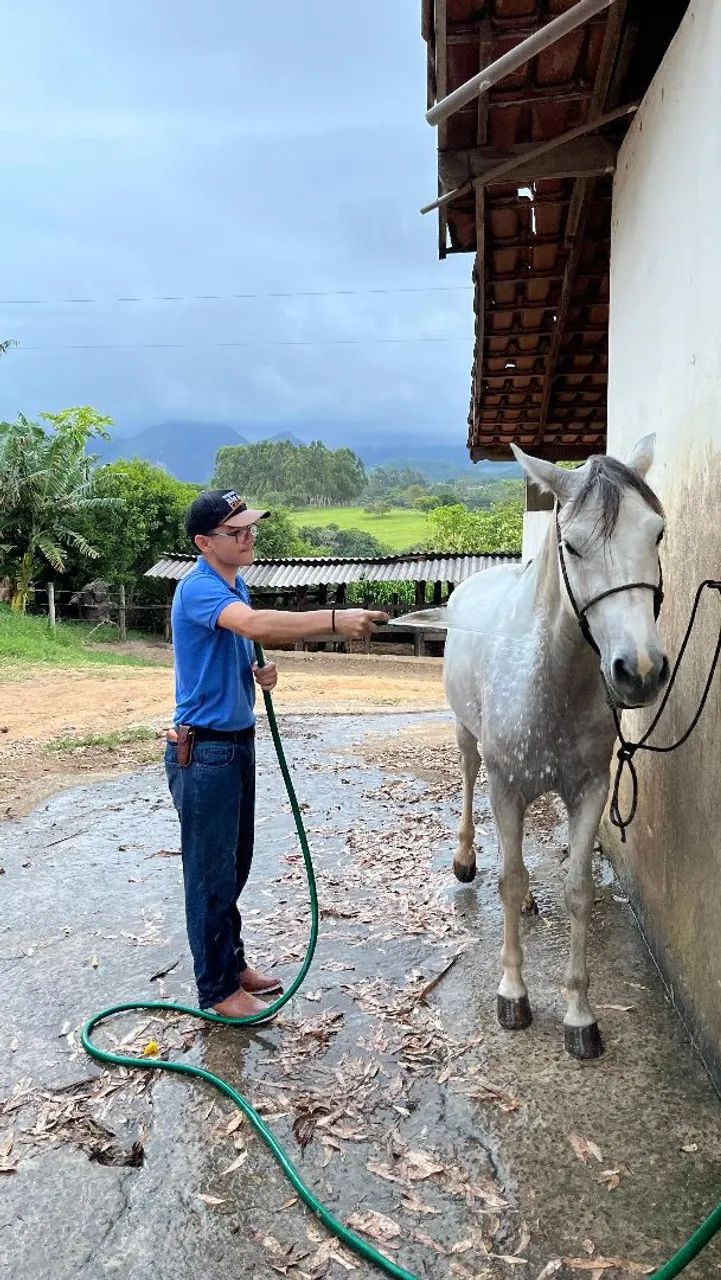 Vendo cavalo castrado com 5 anos e bem dócil  - Foto 4
