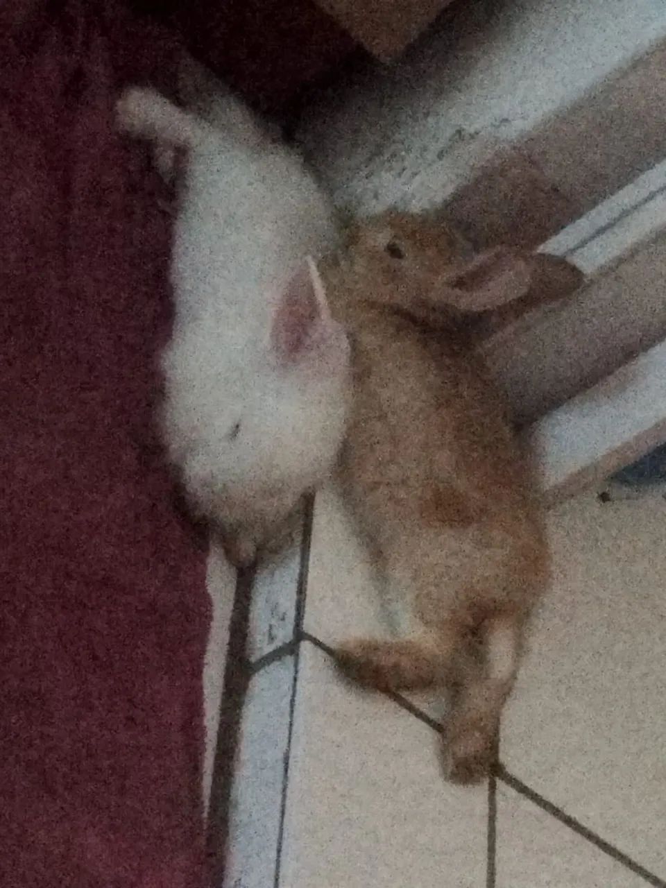 Casal de coelho  - Foto 3