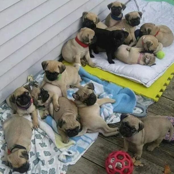 Pug Encantada Sua Casa