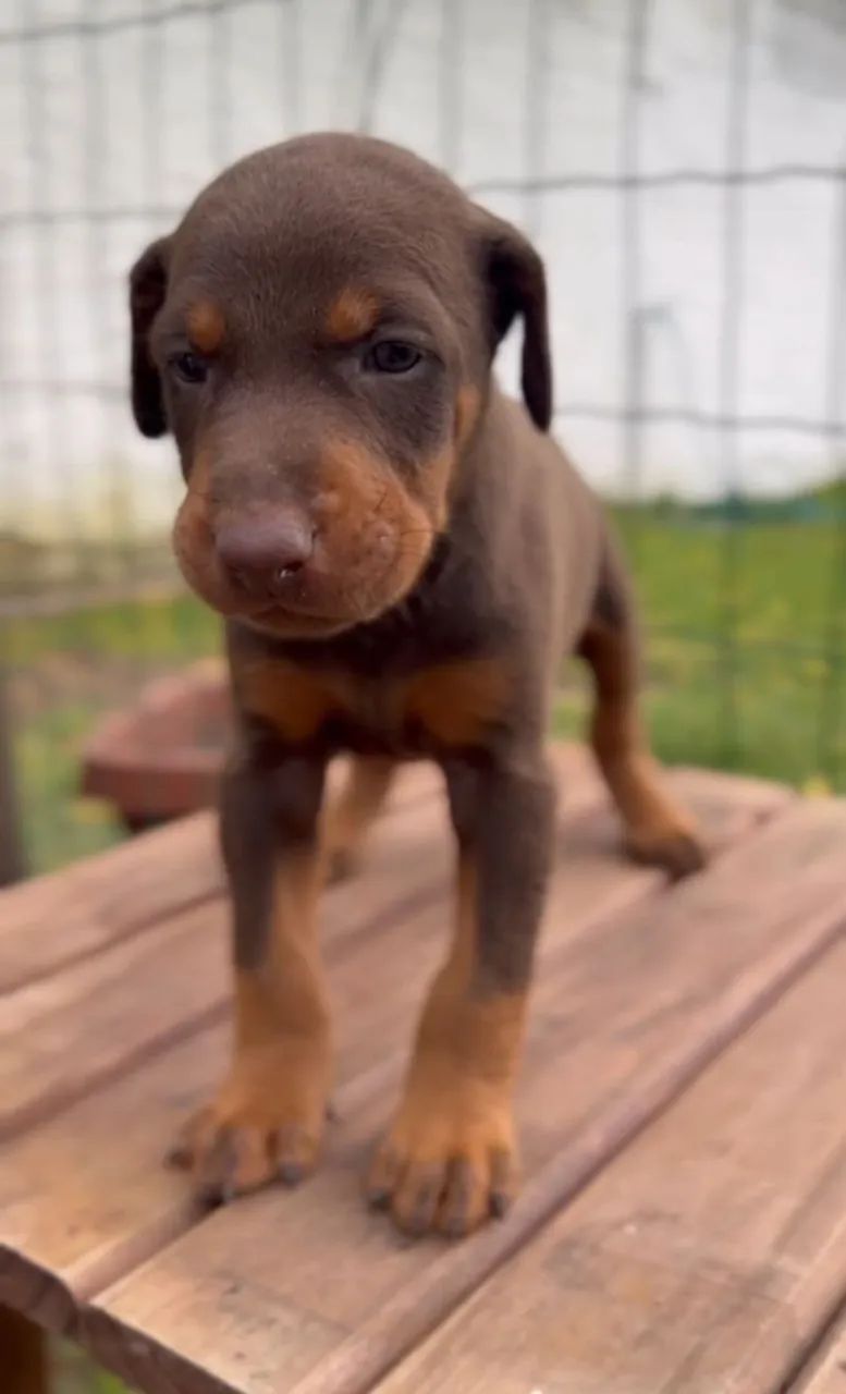 Doberman - PEDIGREE CBKC - Foto 3