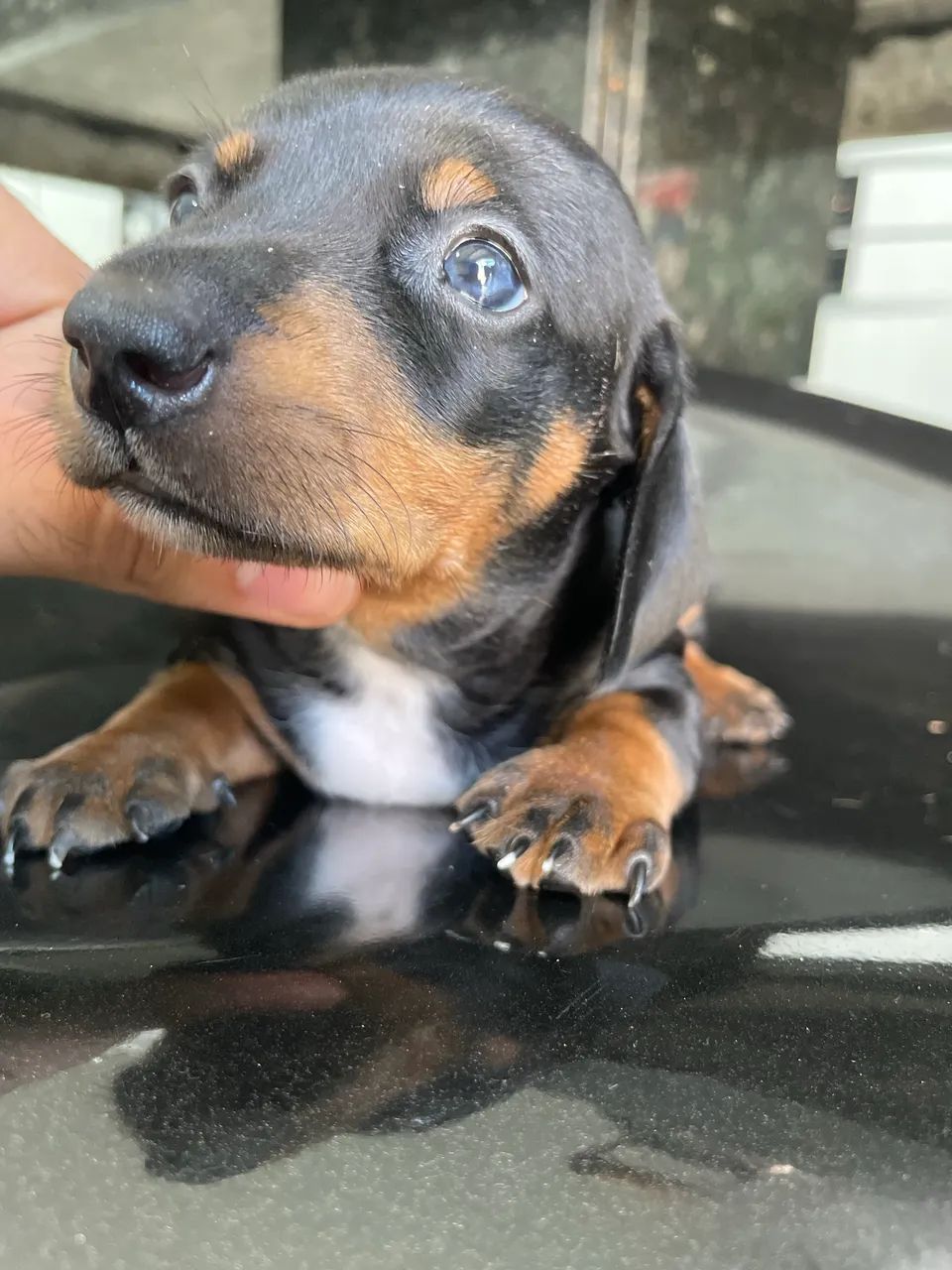 Dachshund  - Foto 2