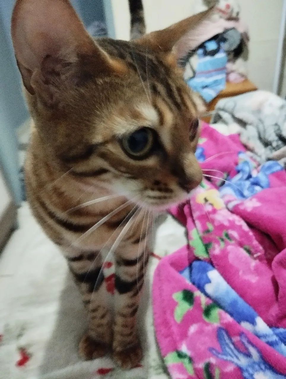 Gatos bengal ,super doceis com pedigree  - Foto 2