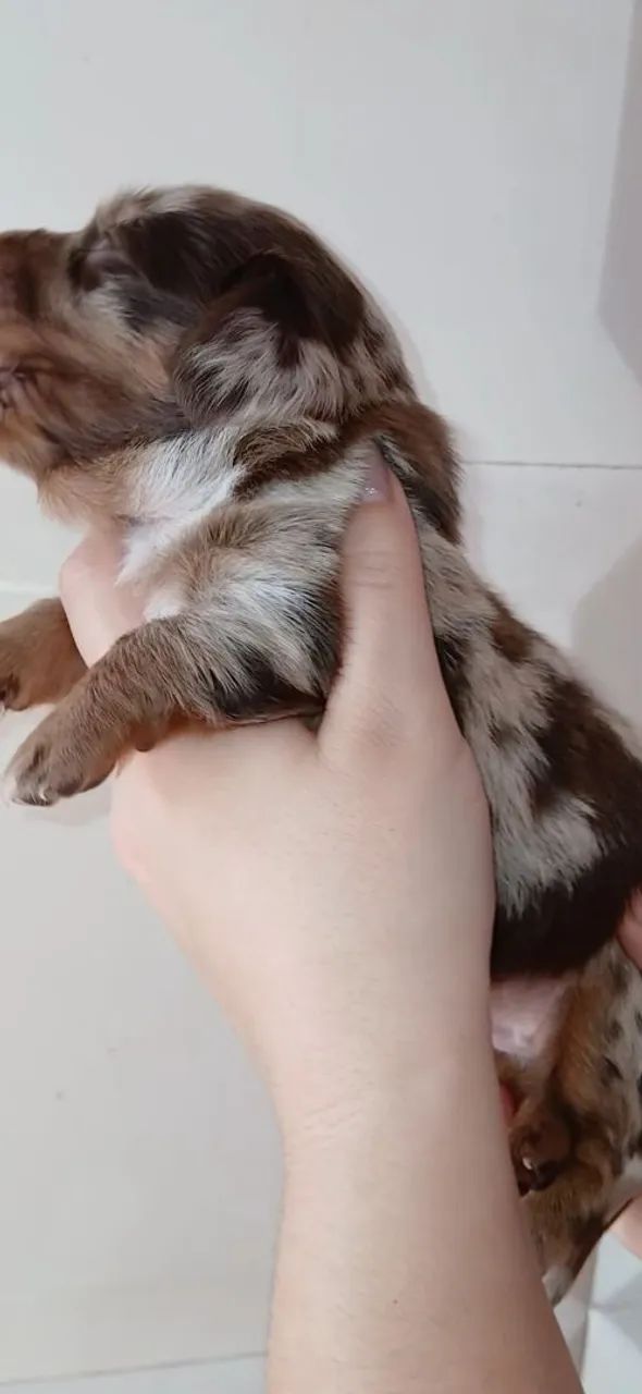 Dachshund pelo longo  - Foto 3