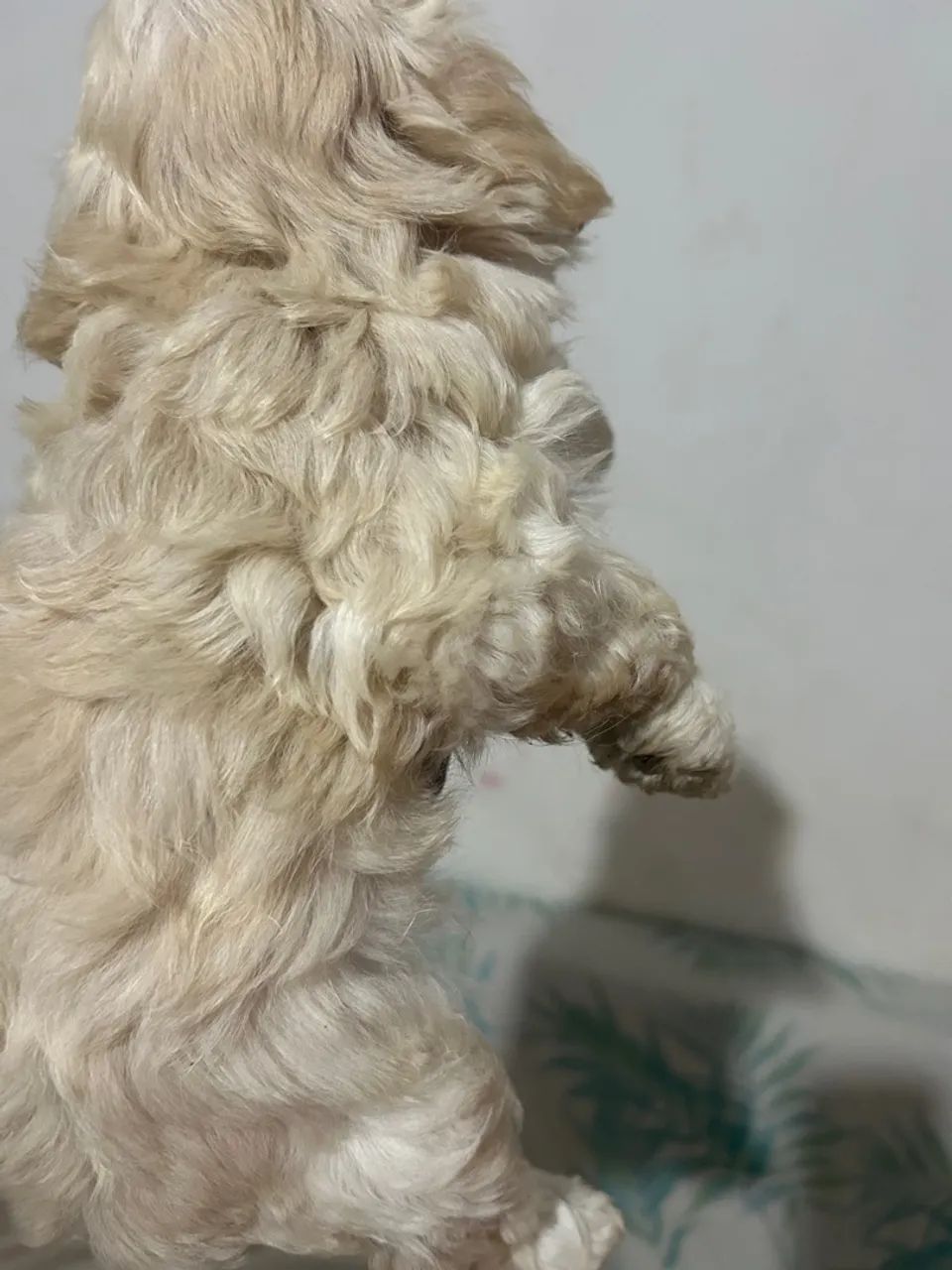 Cachorro  - Foto 4