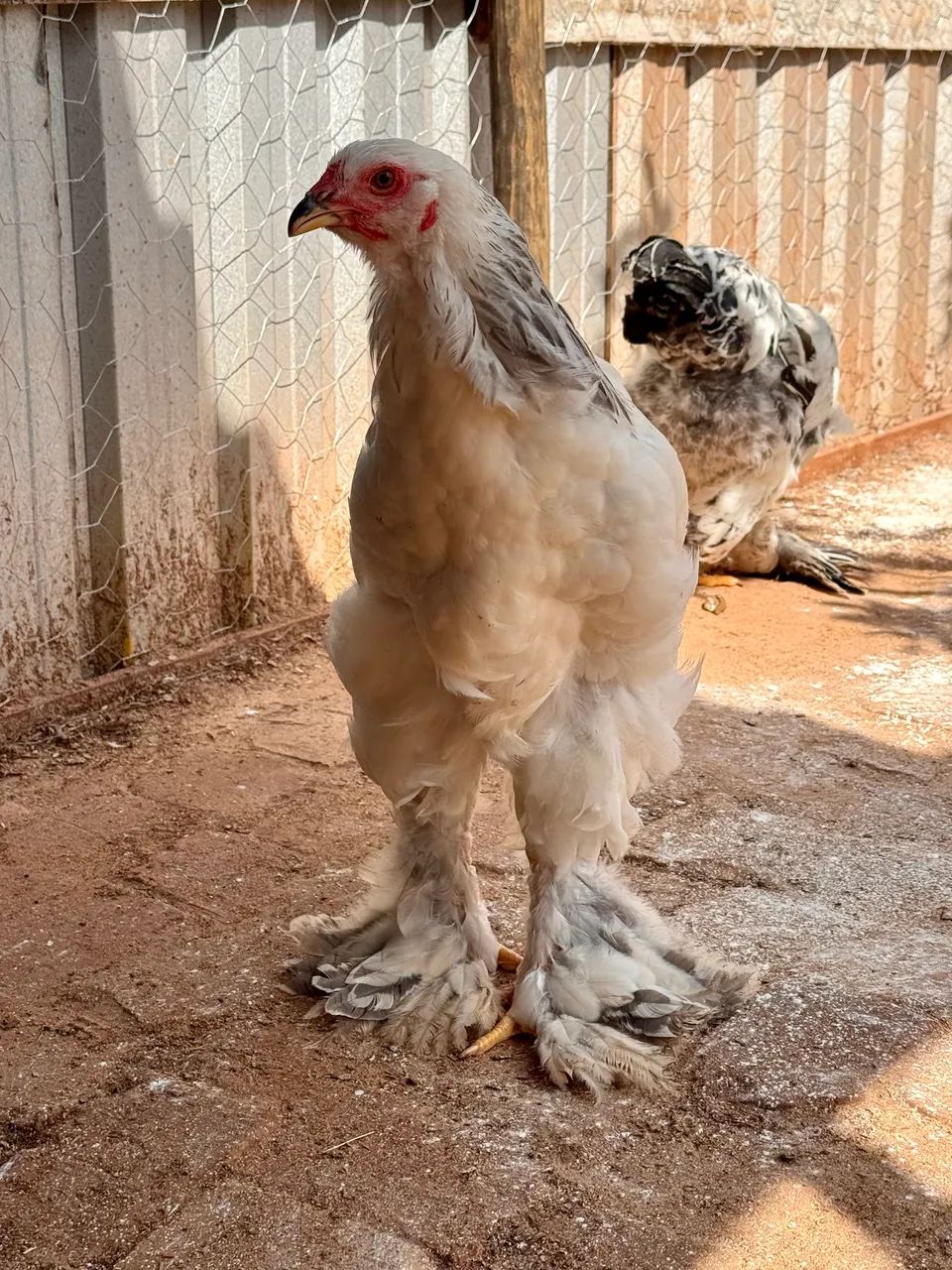 Frangos Brahma Light  - Foto 2