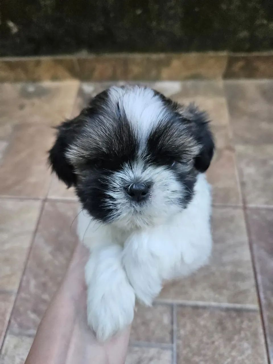 Lindos filhotes de shih tzu com garantia e procedência 
