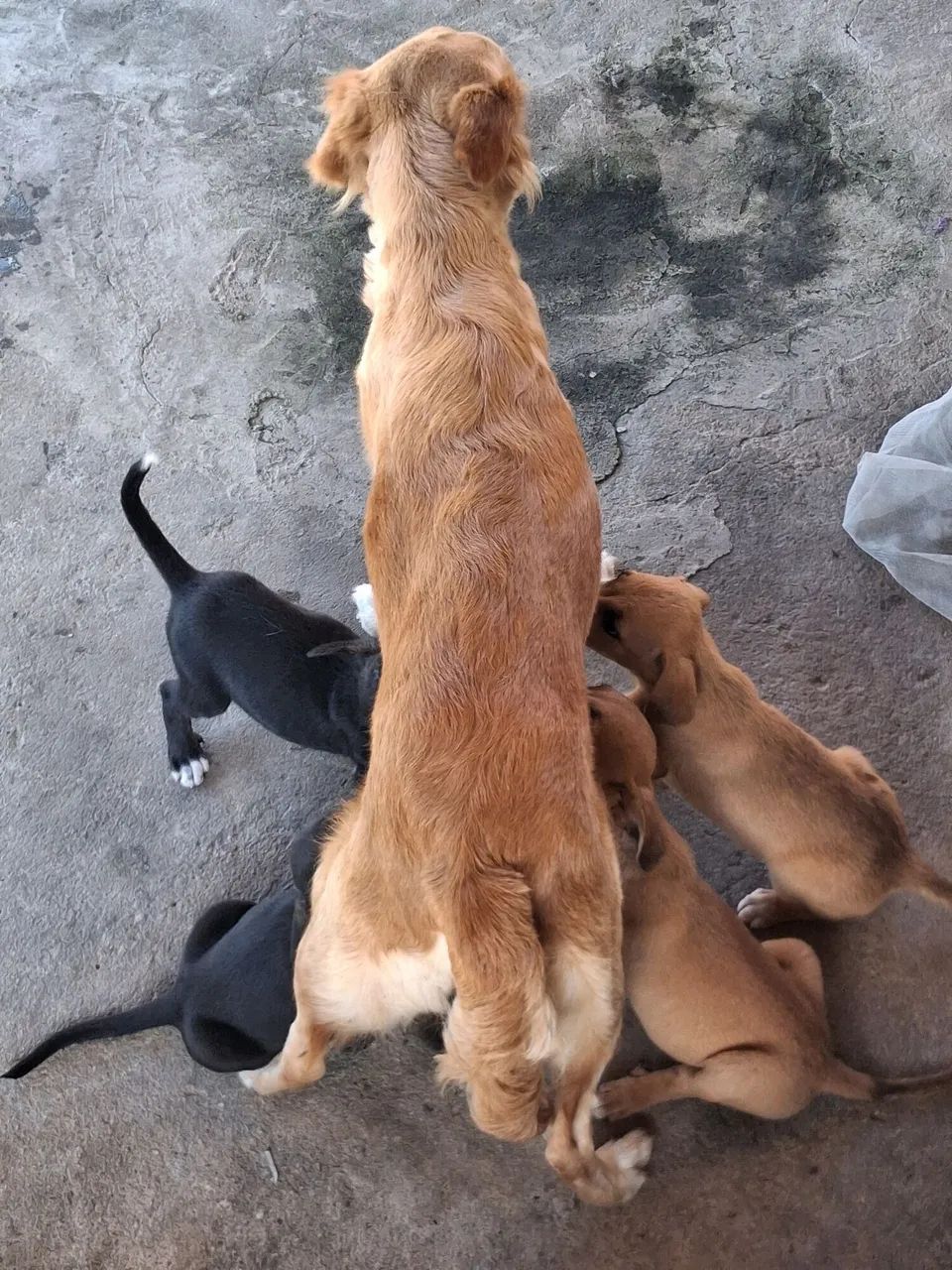 CACHORRO DOAÇÃO  - Foto 2