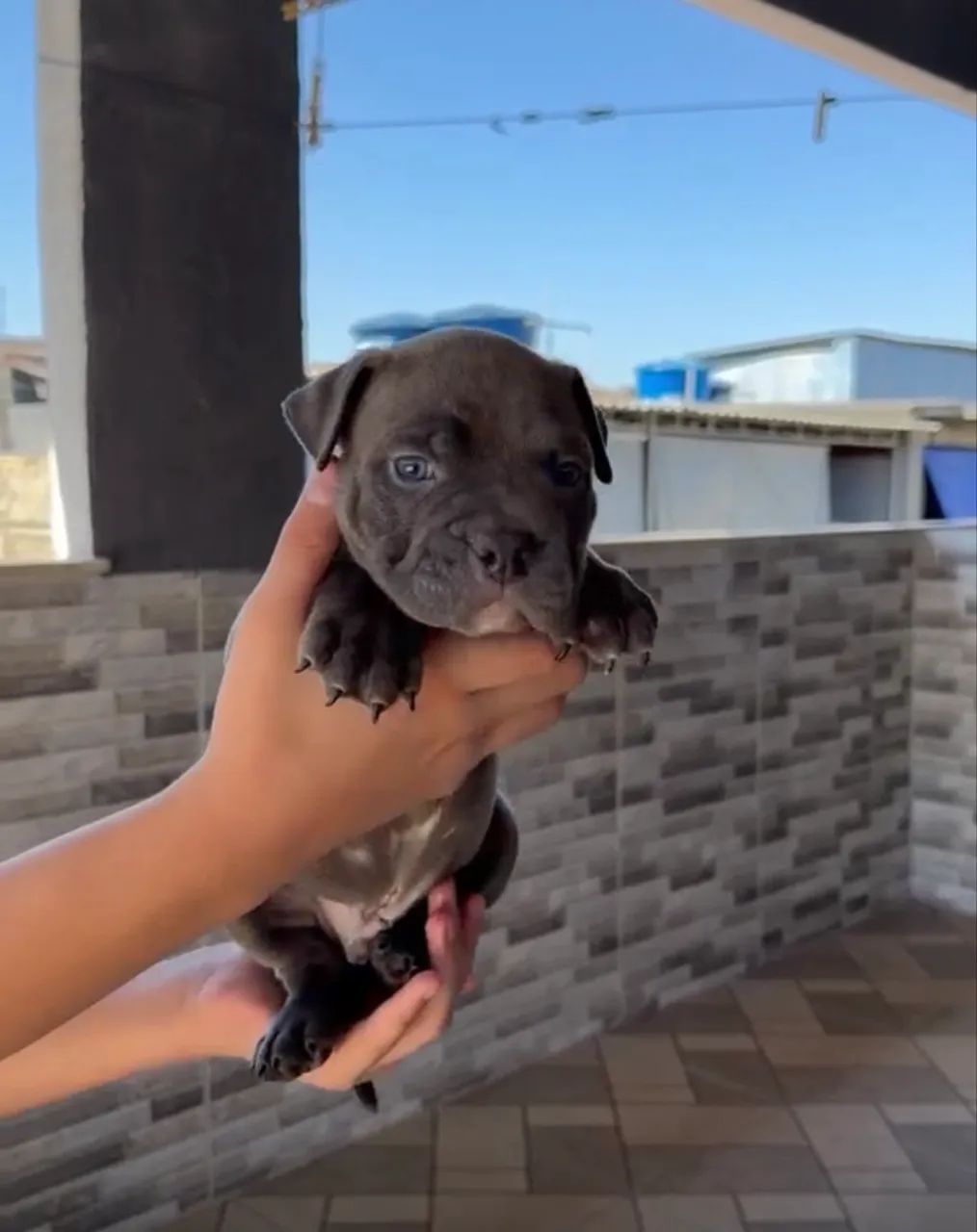 American bully - Foto 3