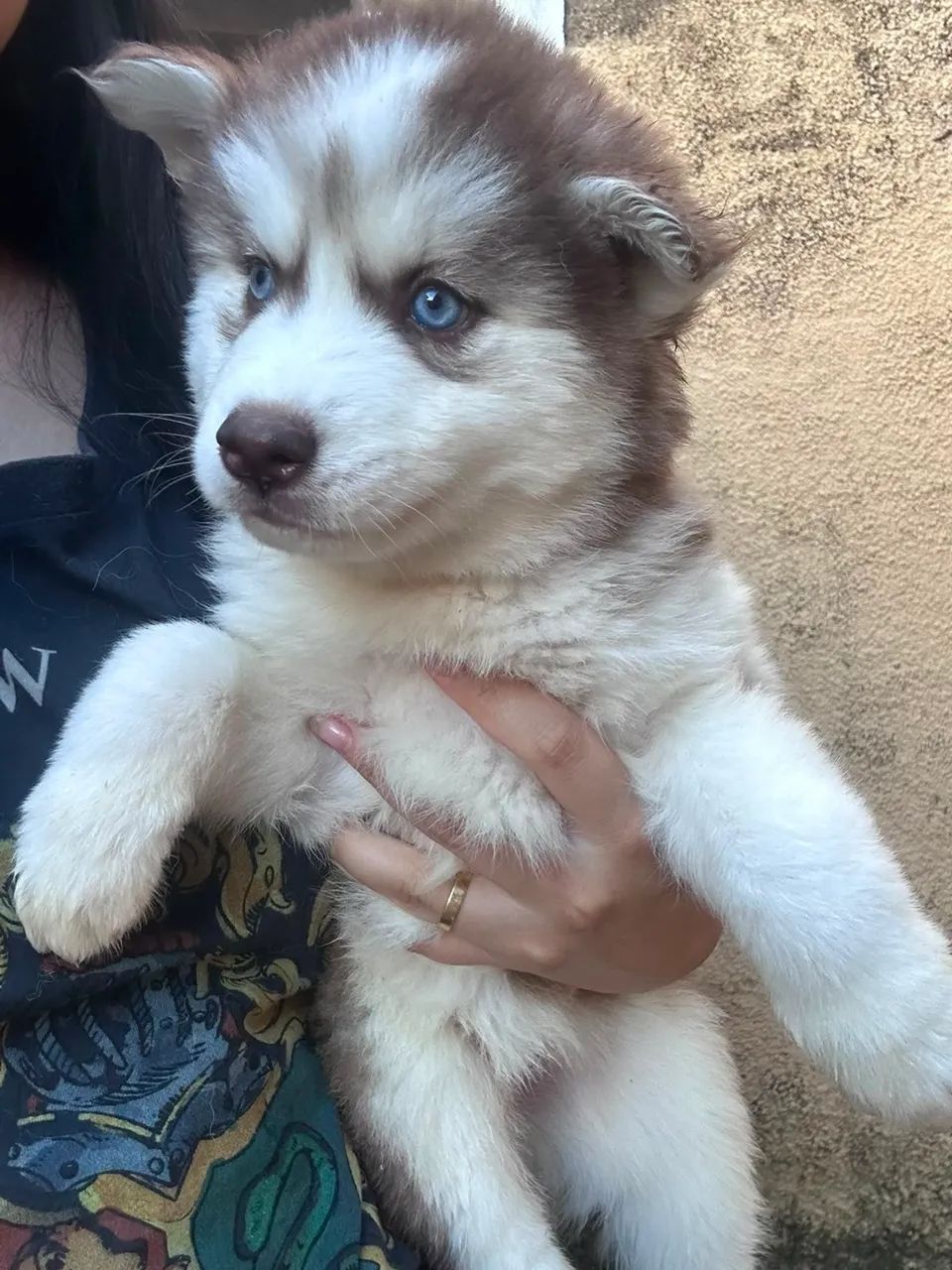 Husky siberiano - Foto 2