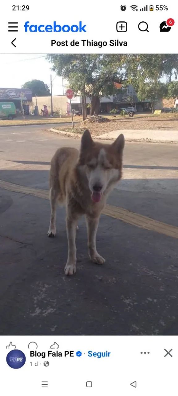 Adoção de cachorro Husky  - Foto 3