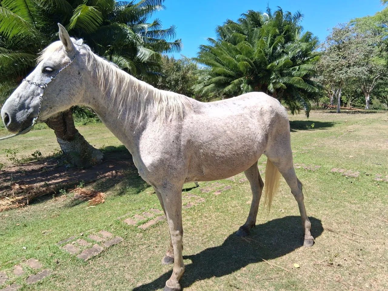 Égua a venda - Foto 2