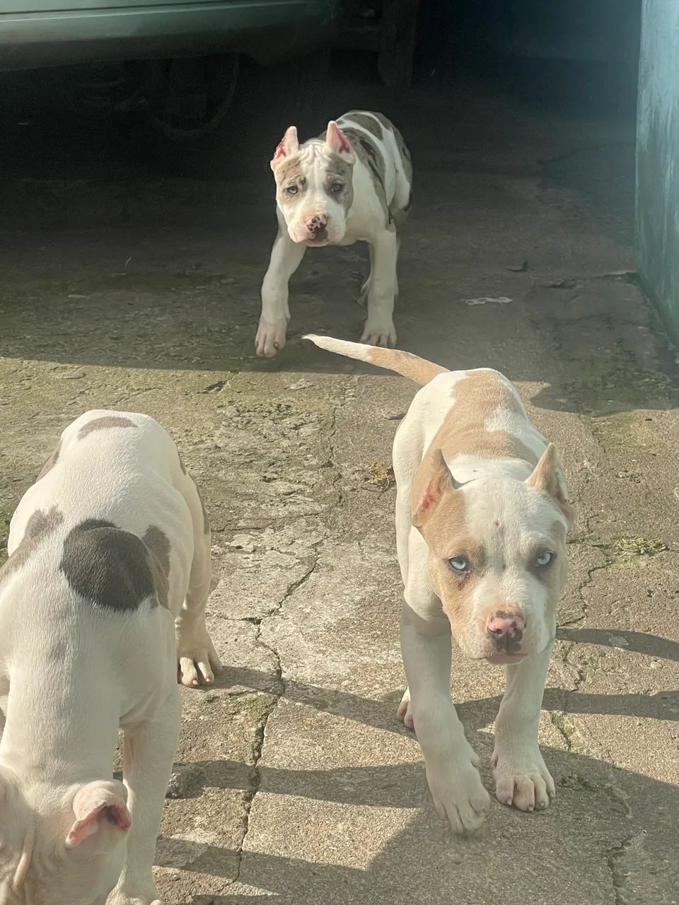 Filhote de Pitbull  - Foto 4