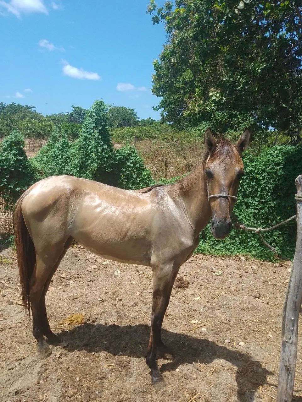 Potra