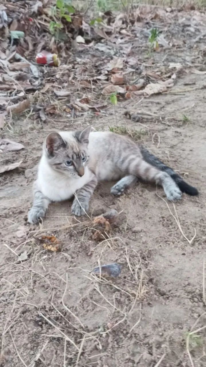 Adoção de gato - Foto 2