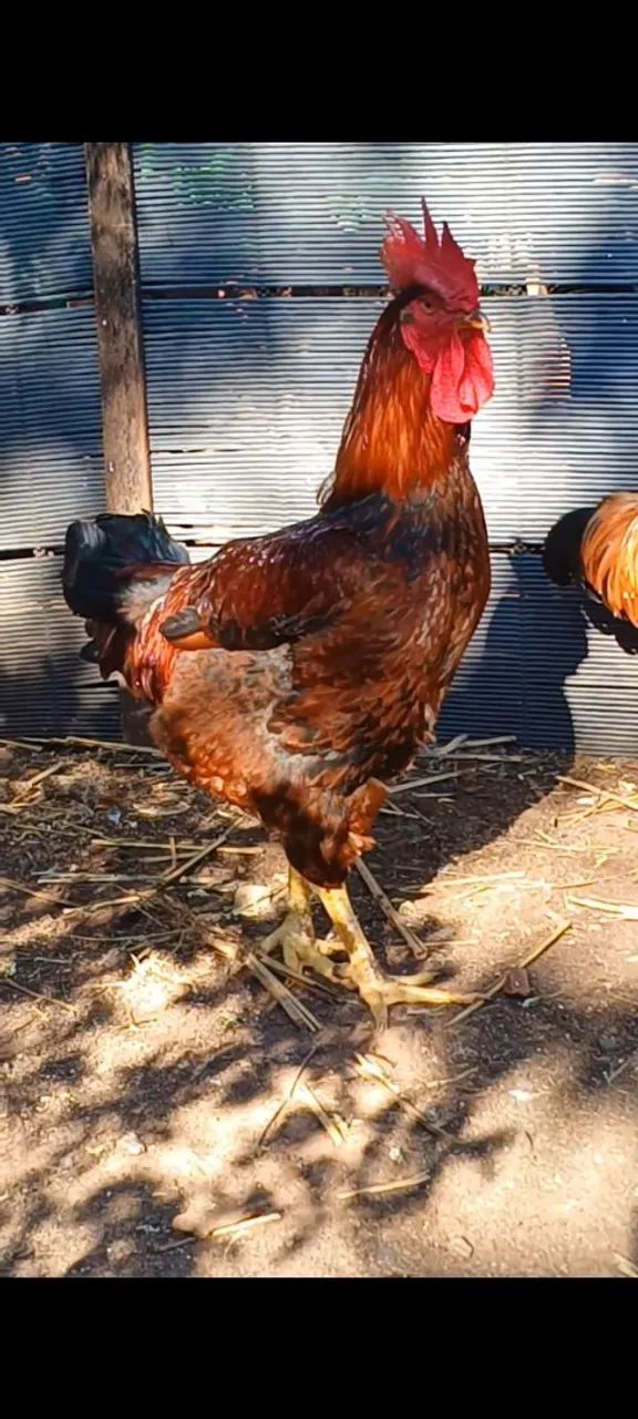Frangos balão não entrego retirar no local - Foto 3