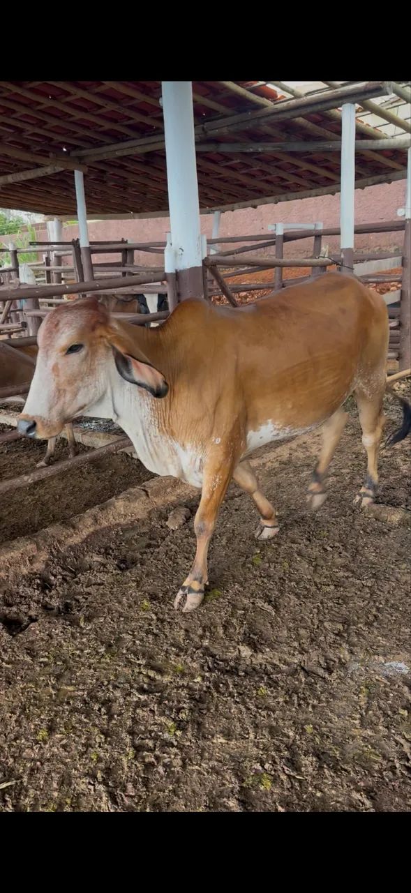Vacas de leite - Foto 4