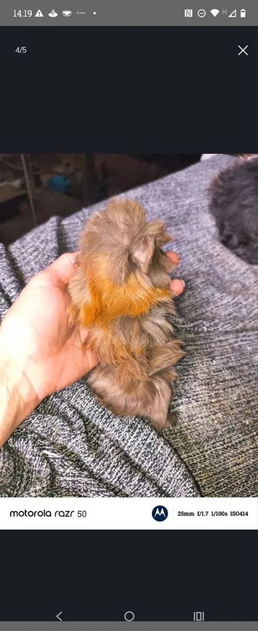 Vendo porquinho da índia peruano macho de 2 meses - Foto 5