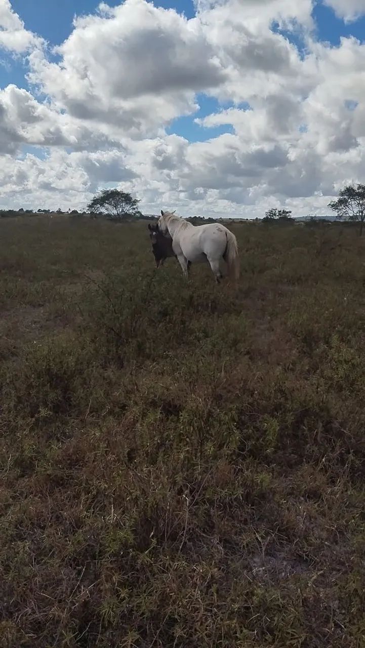 Vende-se Égua e potro mangalarga  - Foto 2