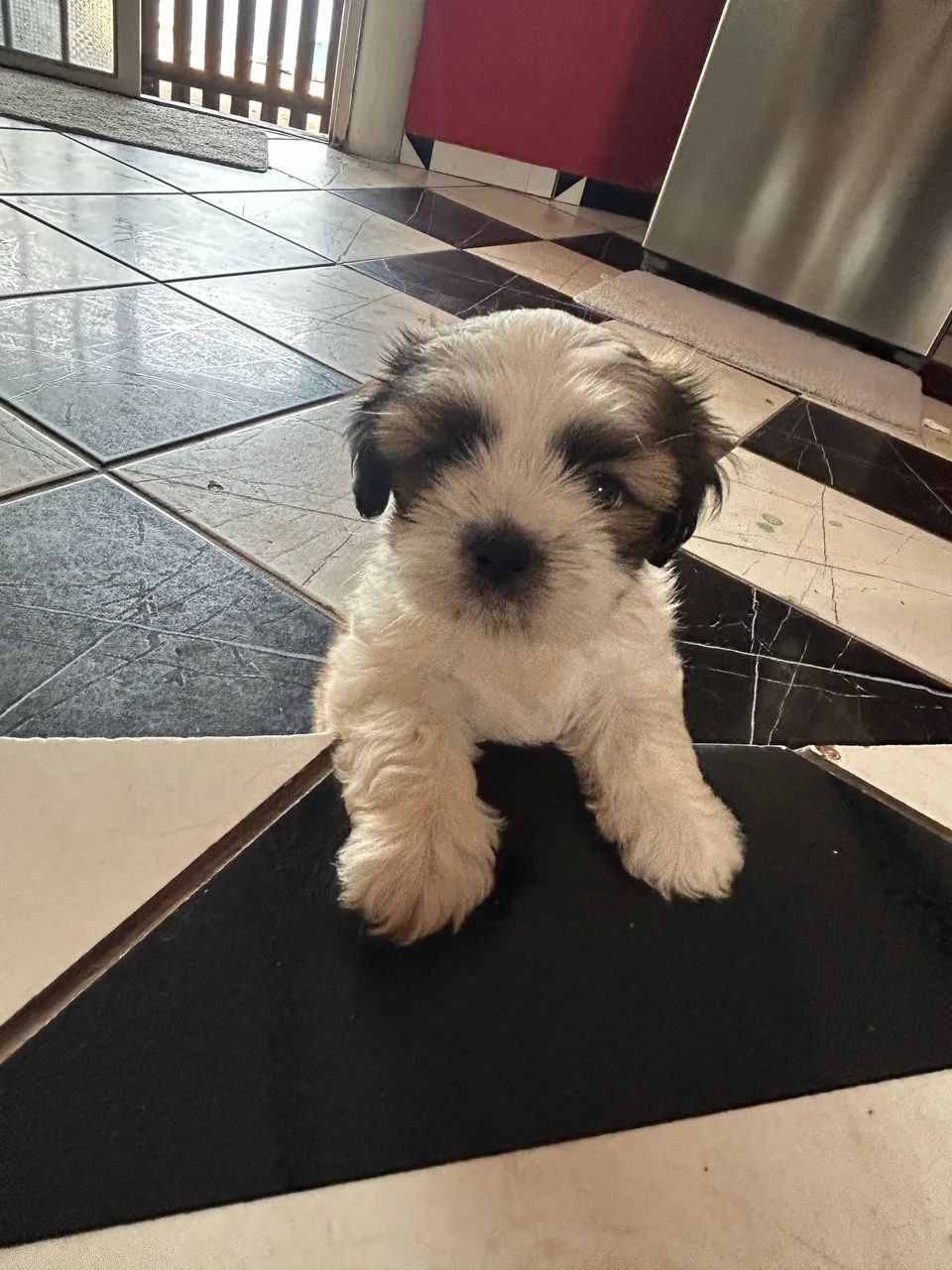 Shih tzu macho  - Foto 4
