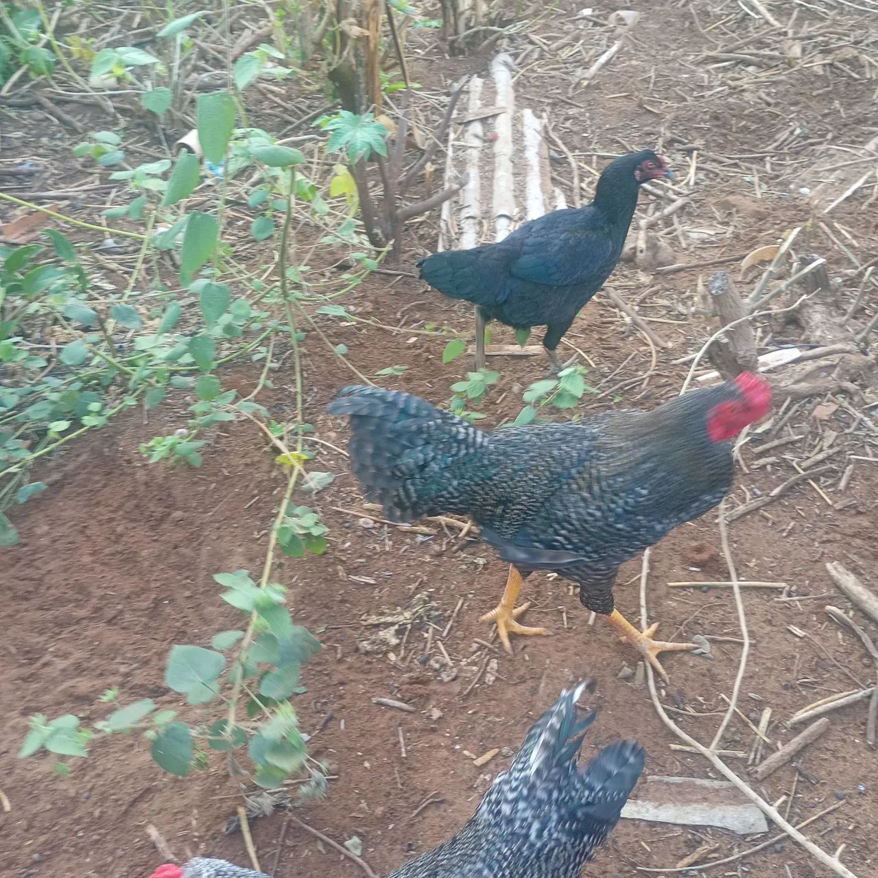 Vendo galo e galinha - Foto 4