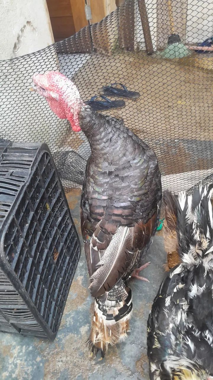 Peru - Foto 2